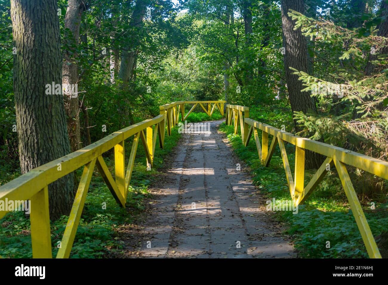 Forest path for walking with yellow wooden railings. Ecology concept, forest protection. Selective focus. Stock Photo