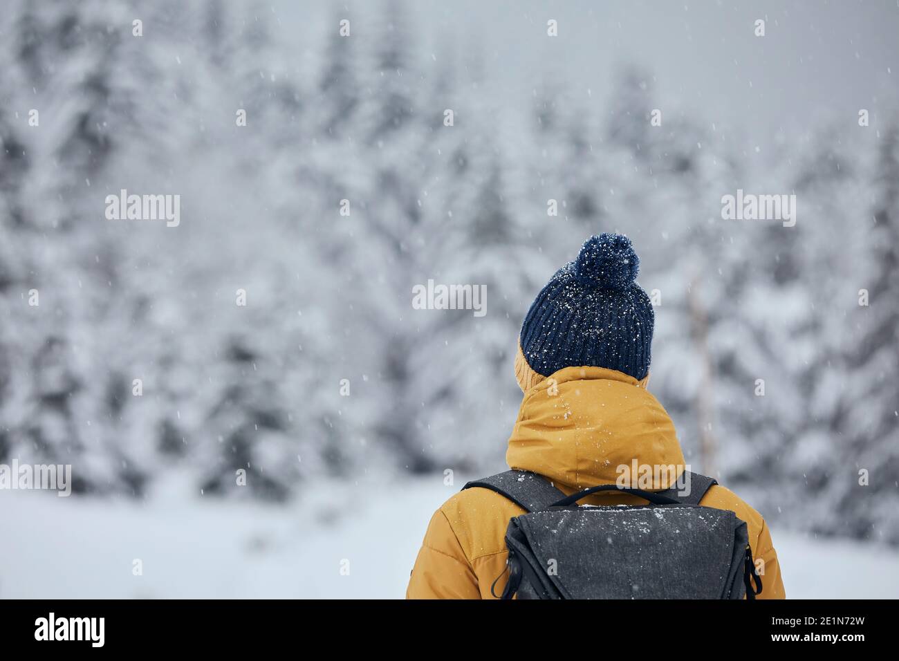 Rear view of man in winter nature. Tourist in warm clothing against trees covered white snow. Stock Photo