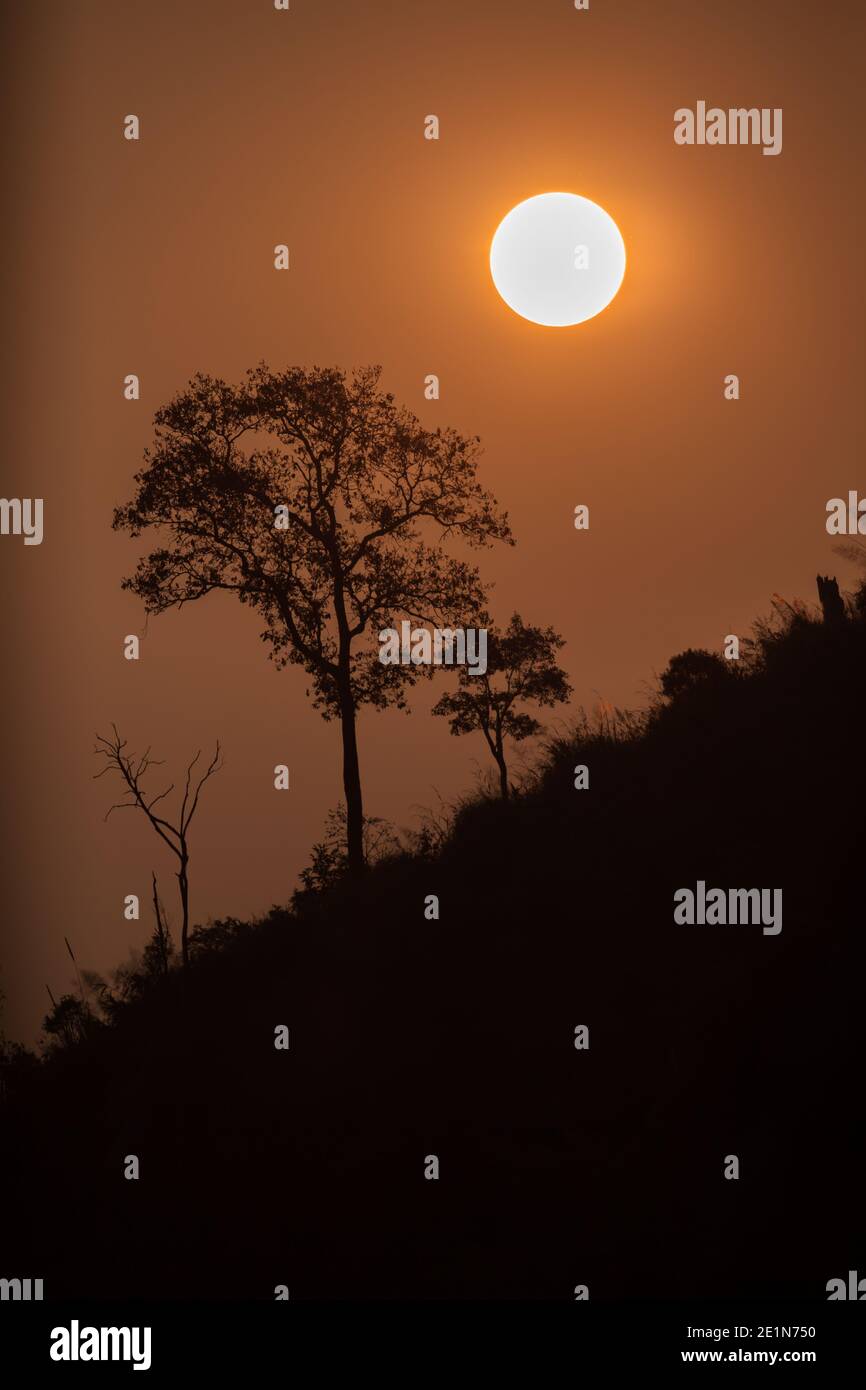 Sunrise above tree on hi-res stock photography and images - Alamy
