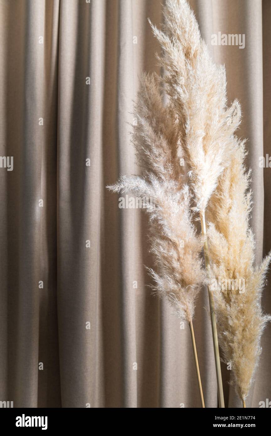 Dried Pampas Grass Stock Photo Alamy