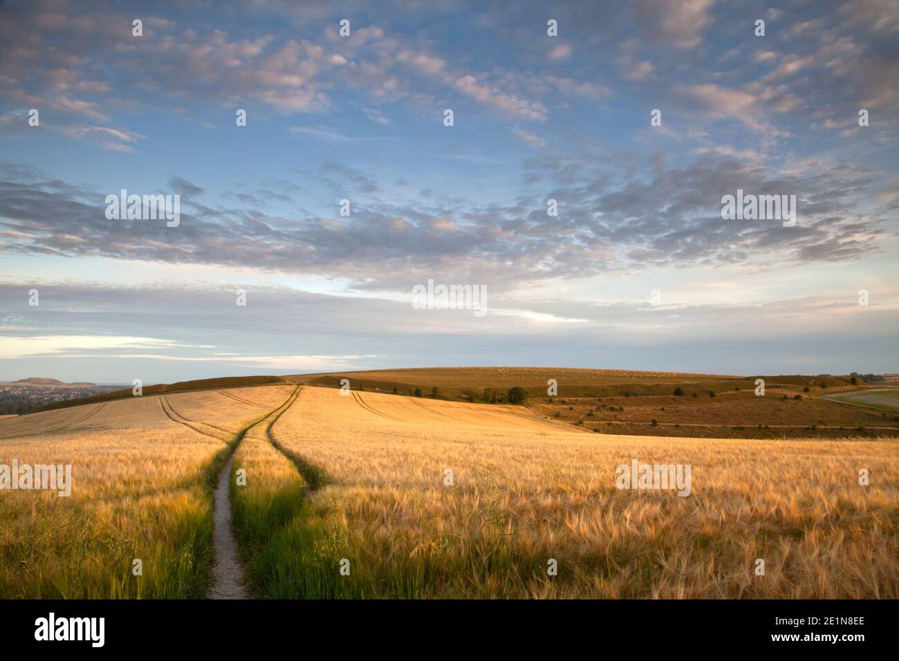 A field of barley on Scratchbury Hill near Warminster in Wiltshire. Stock Photo