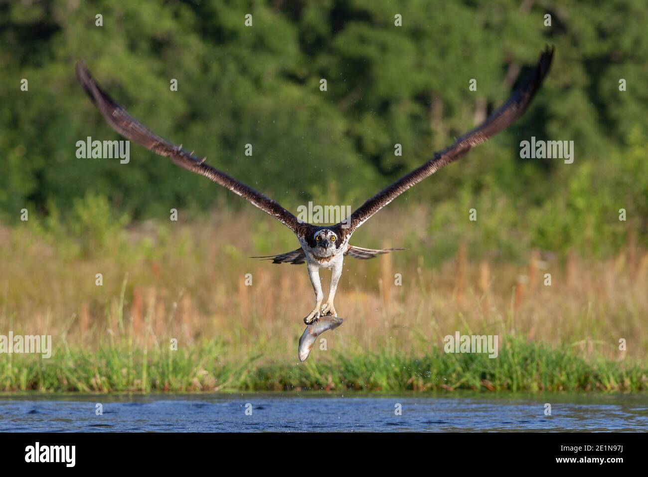 Osprey (Pandion haliaetus) with trout, Cairngorms national park, Scotland Stock Photo
