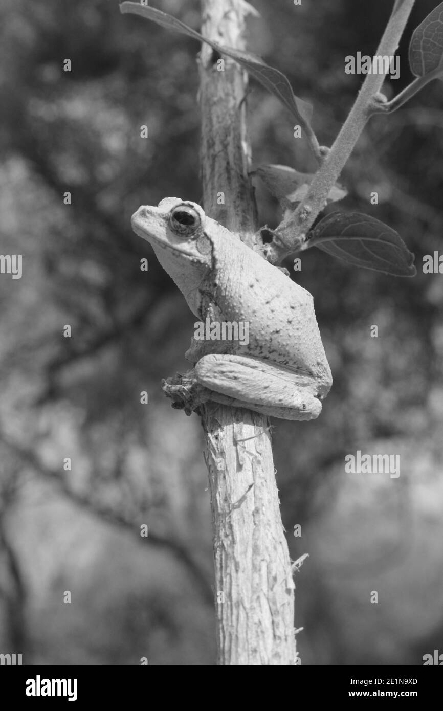 Zambia: A Treefrog is climbing up a halm in South Luangwa National Park Stock Photo