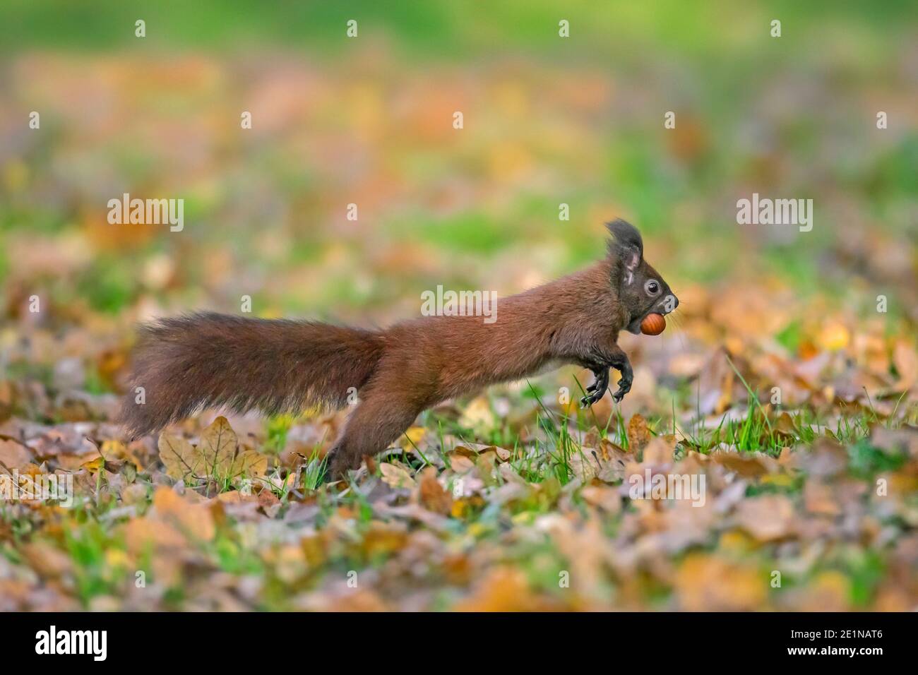 Eurasian red squirrel (Sciurus vulgaris) collecting hazel nuts on the