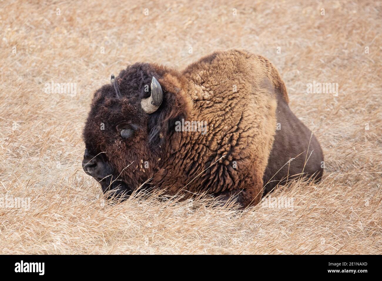 American Bison in Badlands National Park, South Dakota Stock Photo