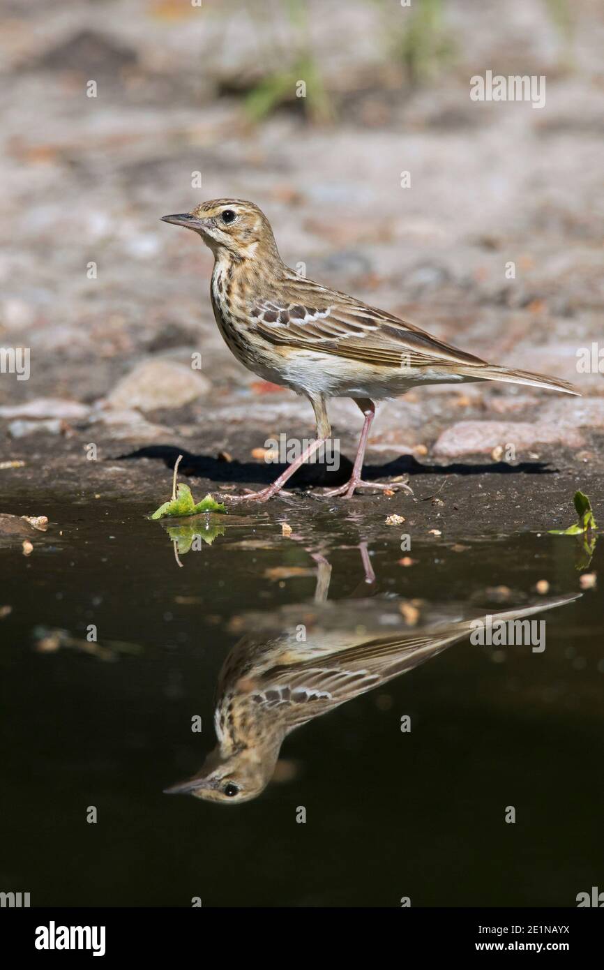 Tree pipit (Anthus trivialis / Alauda trivialis) reflected in water of pond Stock Photo