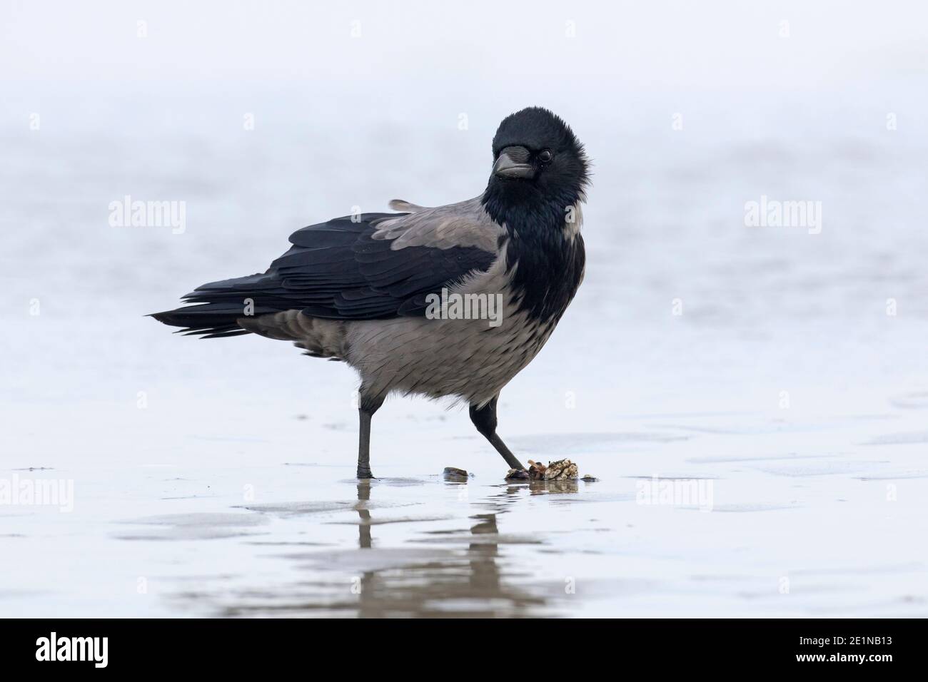Northern European hooded crow (Corvus cornix cornix / Corvus corone cornix) eating mussel on the beach Stock Photo