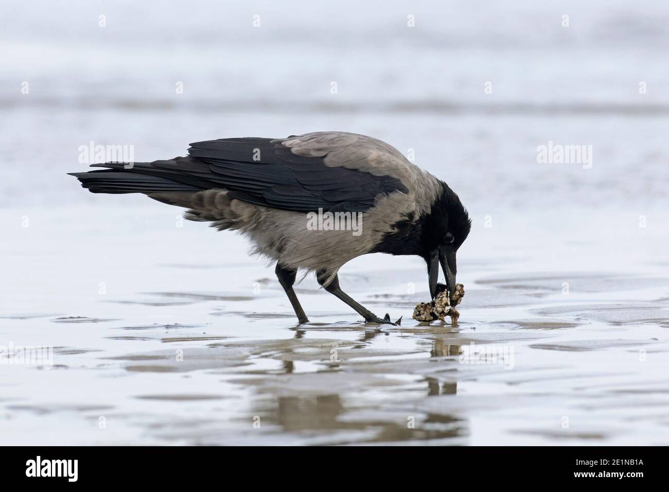 Northern European hooded crow (Corvus cornix cornix / Corvus corone cornix) eating mussel on the beach Stock Photo