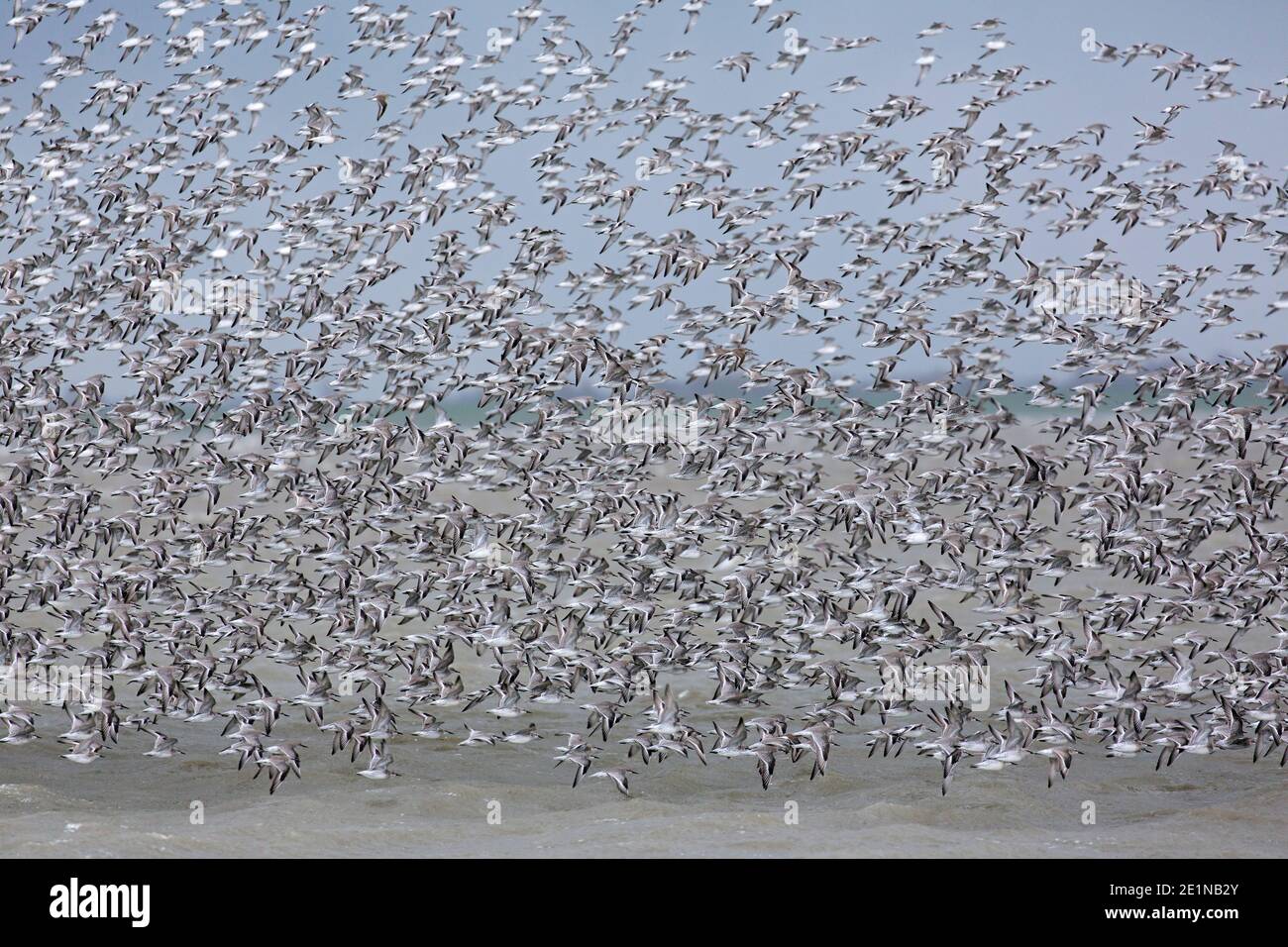 Red knots (Calidris canutus / Tringa canutus ) huge red knot flock in flight in non-breeding plumage flying over sea in winter along the coast Stock Photo