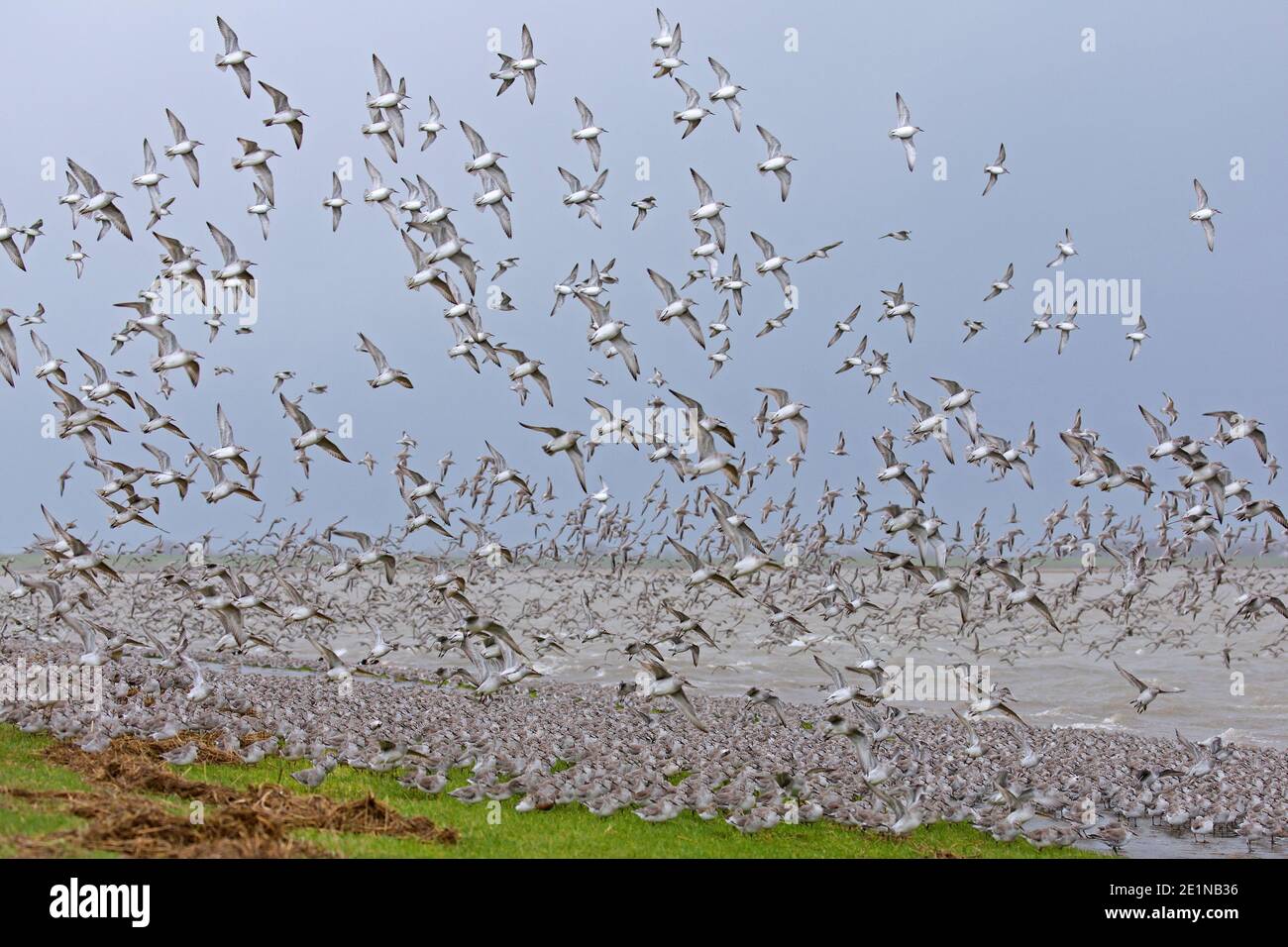 Red knots (Calidris canutus / Tringa canutus ) huge red knot flock in flight in non-breeding plumage taking off from beach in winter along the coast Stock Photo