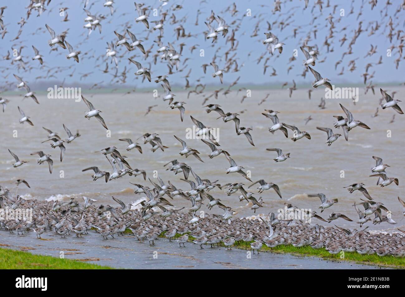 Red knots (Calidris canutus) huge red knot flock in flight in non-breeding plumage in winter, Wadden Sea NP, Schleswig-Holstein, Germany Stock Photo