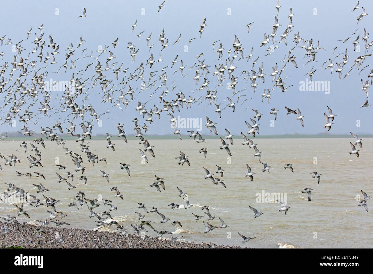 Red knots (Calidris canutus / Tringa canutus ) huge red knot flock in flight in non-breeding plumage taking off from beach in winter along the coast Stock Photo