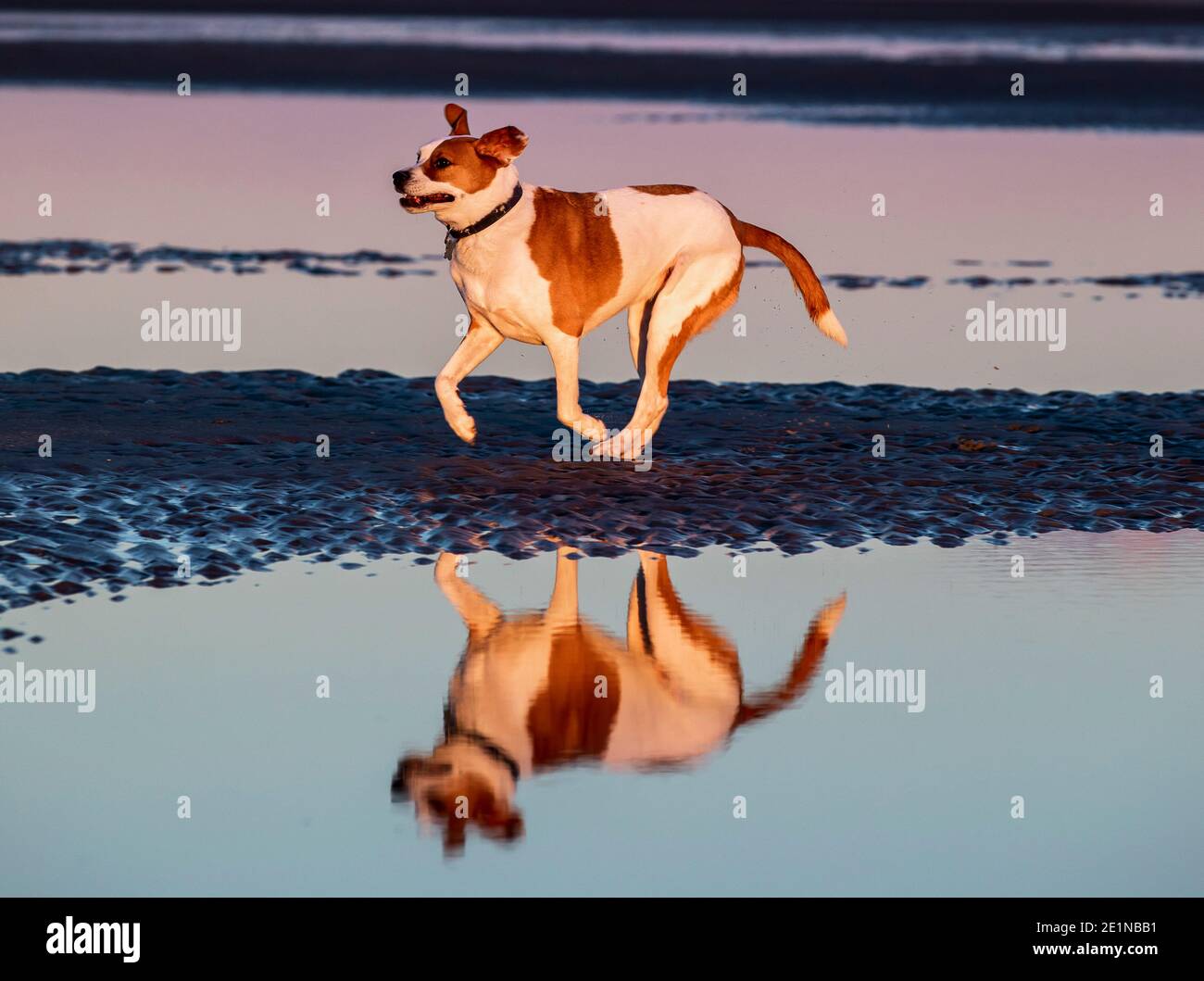 Dogs on the beach at the Isle of Palms, S.C. at sunset Stock Photo Alamy