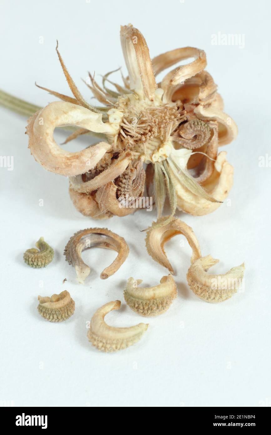 Seed and dried seed heads of a Pot marigold isolated on a white background; Calendula officinalis. Stock Photo