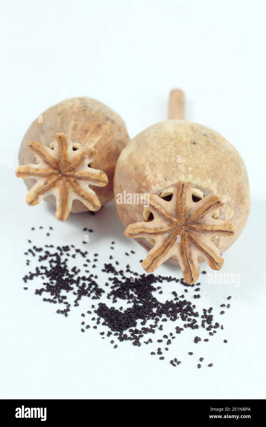 Poppy seed heads cut from a garden and dried to collect seed. Papaver somniferum - common opium poppy - isolated on a white background. Stock Photo
