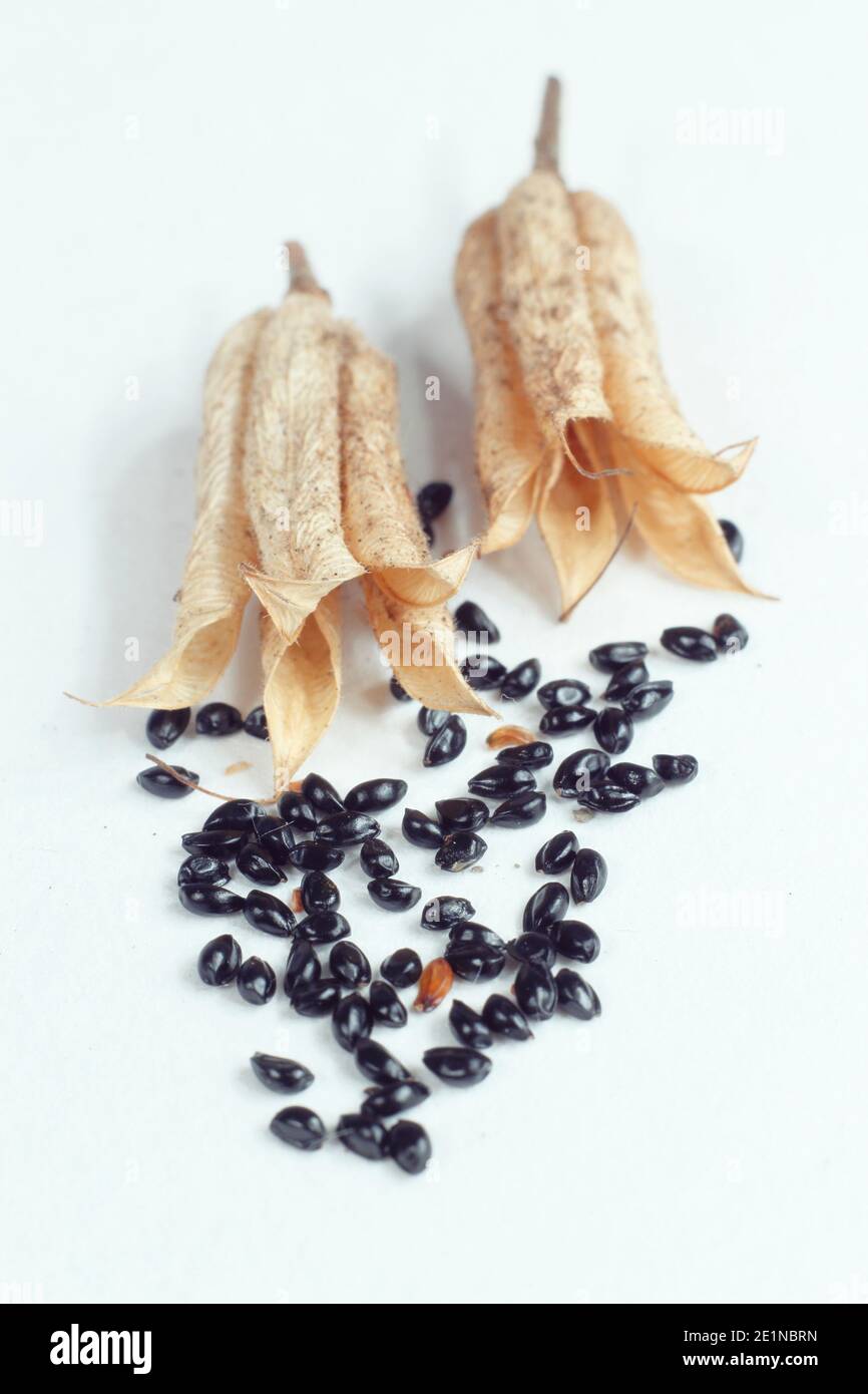Aquilegia seed pods with seed isolated on white background. Aquilegia vulgaris also called Columbine. Stock Photo