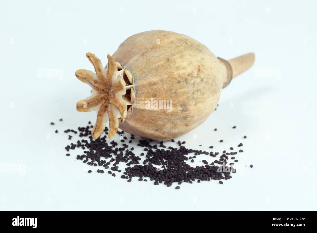 Poppy seed heads cut from a garden and dried to collect seed. Papaver somniferum - common opium poppy - isolated on a white background. Stock Photo