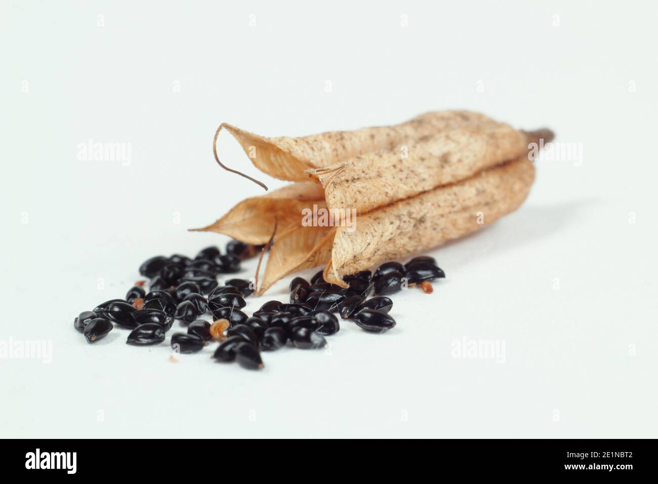 Aquilegia seed pods with seed isolated on white background. Aquilegia vulgaris also called Columbine. Stock Photo