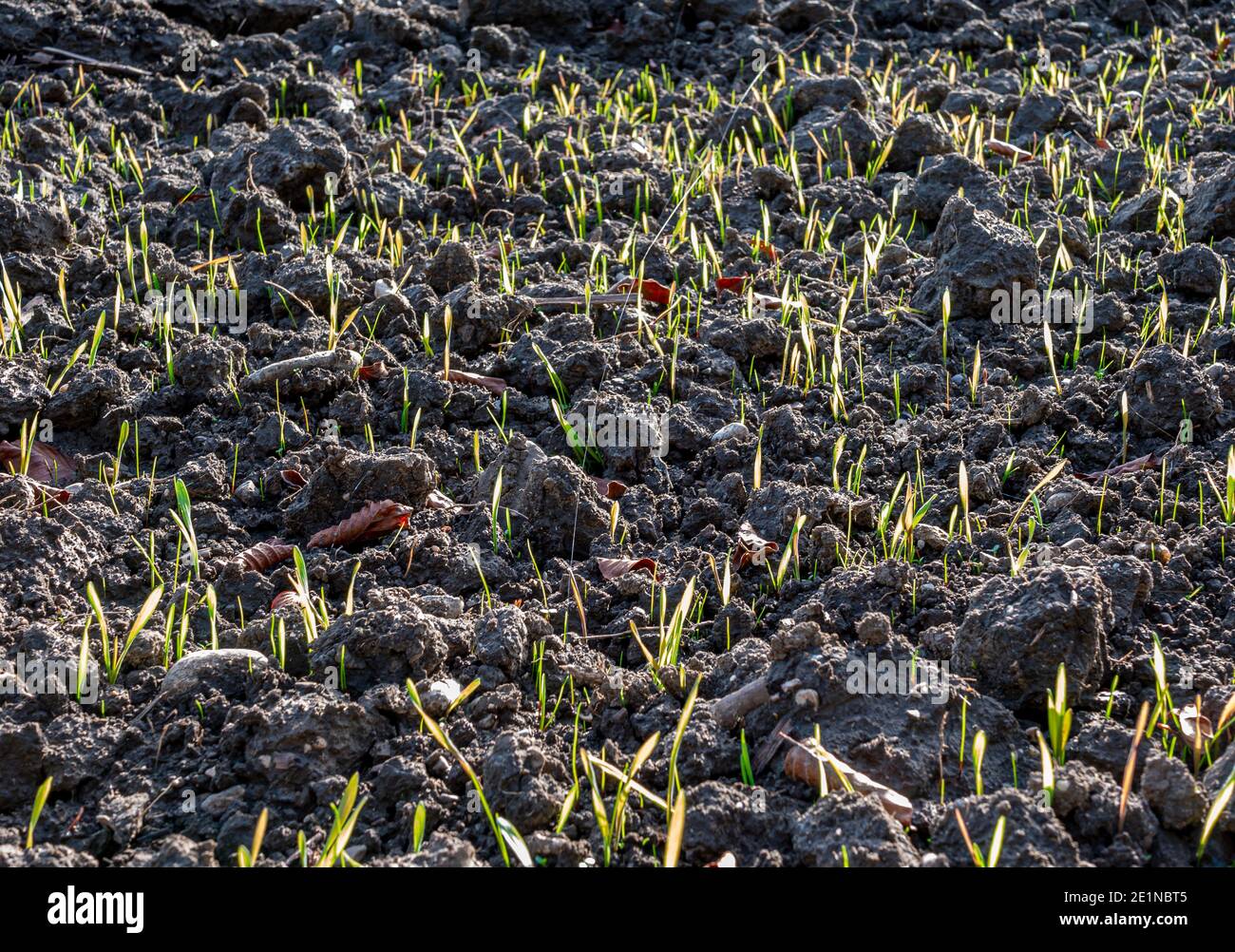 Plants germinate in a plowed field in autumn, Bavaria, Germany, Europe Stock Photo