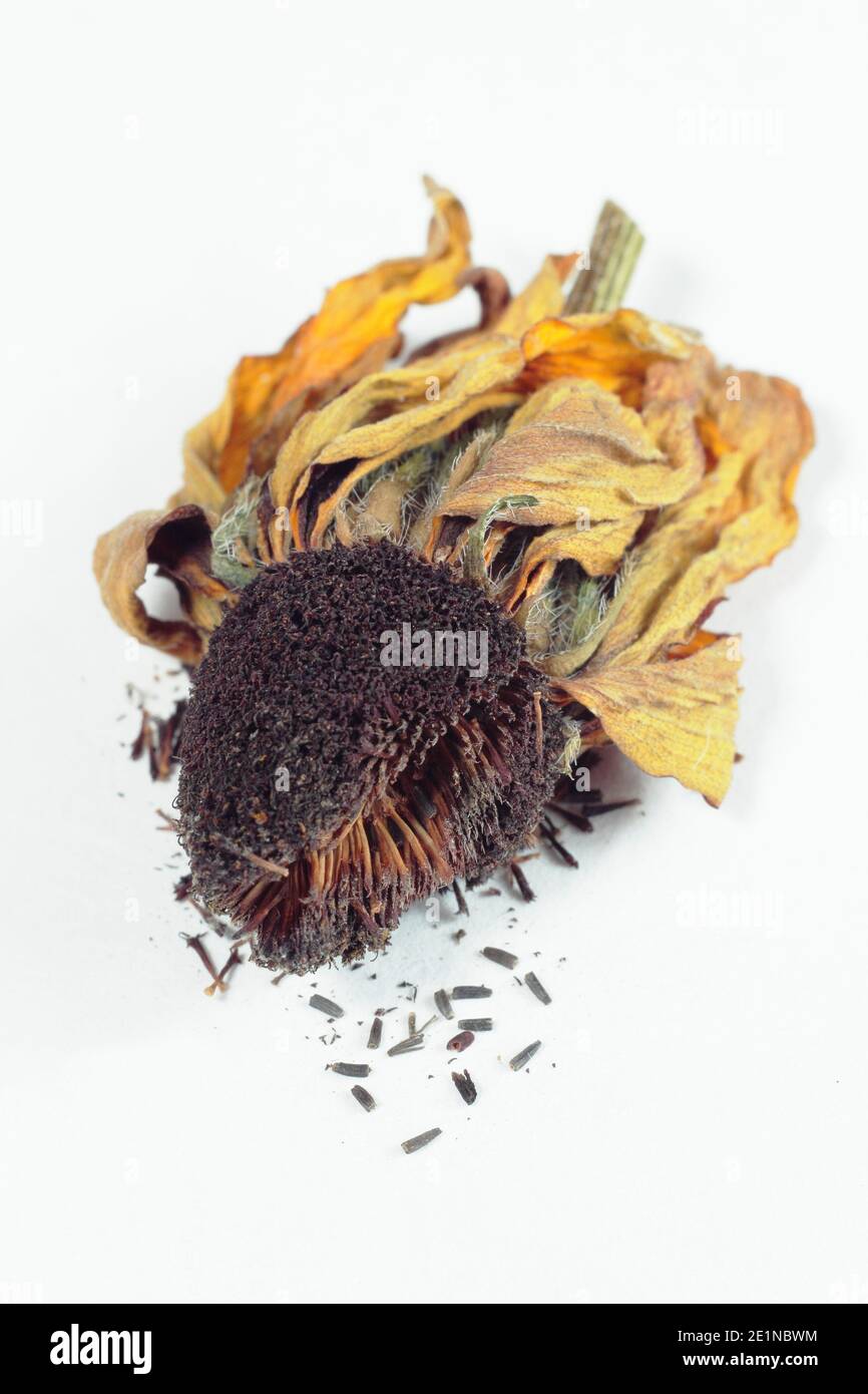 Rudbeckia sale from seed
