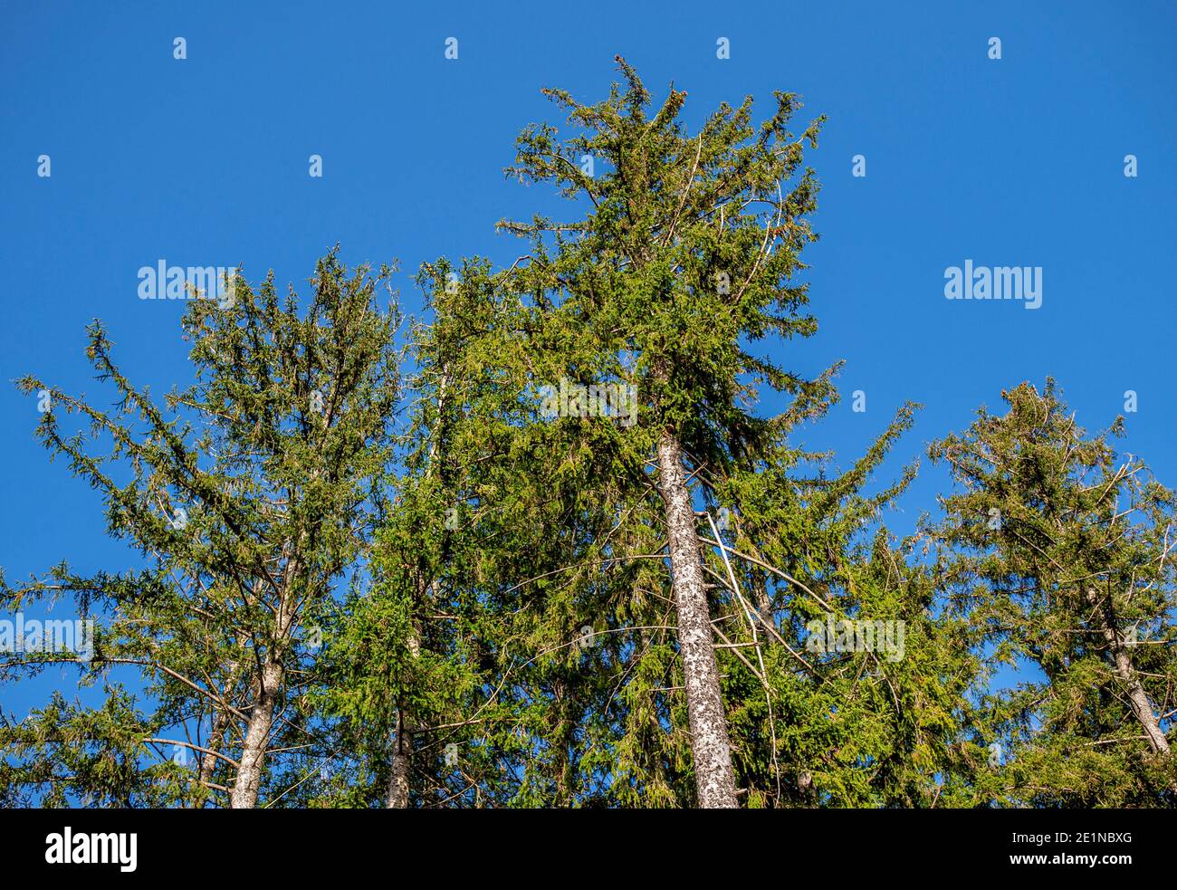 Spruce trees against a blue sky, Bavaria, Germany Stock Photo