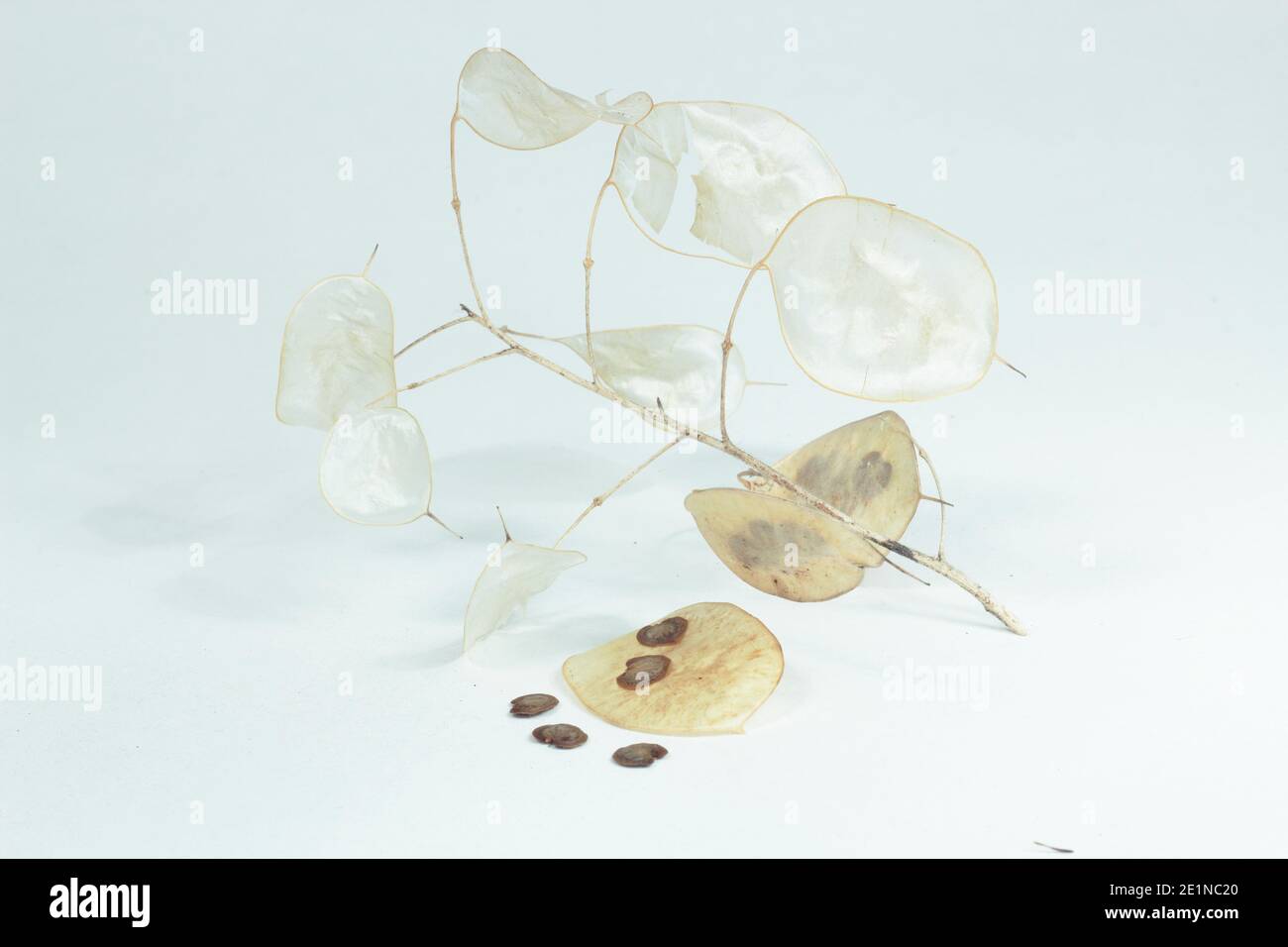 Honesty seed heads isolated on a white background. Lunaria annua. Stock Photo