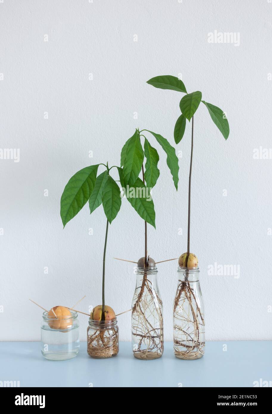Image showing different stages of Avocado seed/stones growing in water on  home shelf. Hydroponic, Minimalism Stock Photo - Alamy