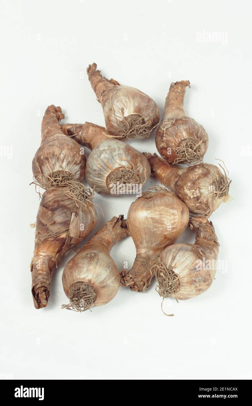 Daffodil bulb hires stock photography and images Alamy