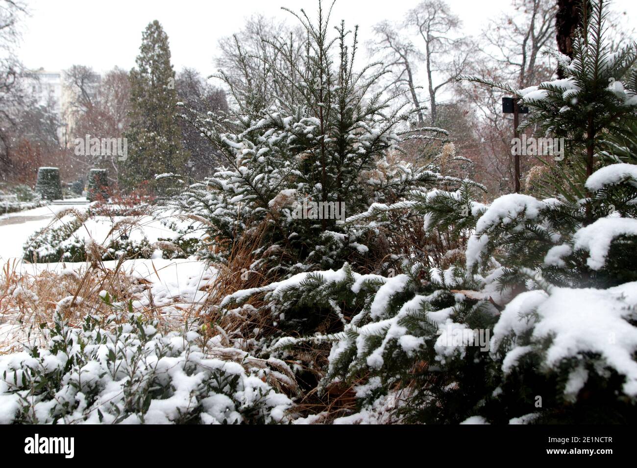 Madrid, Spain; 08/01/2021.- Madrid botanical garden. This Friday, almost  all of Spain continues on alert for intense cold, wind, rain and snow. In  the Community of Madrid the red alert has been