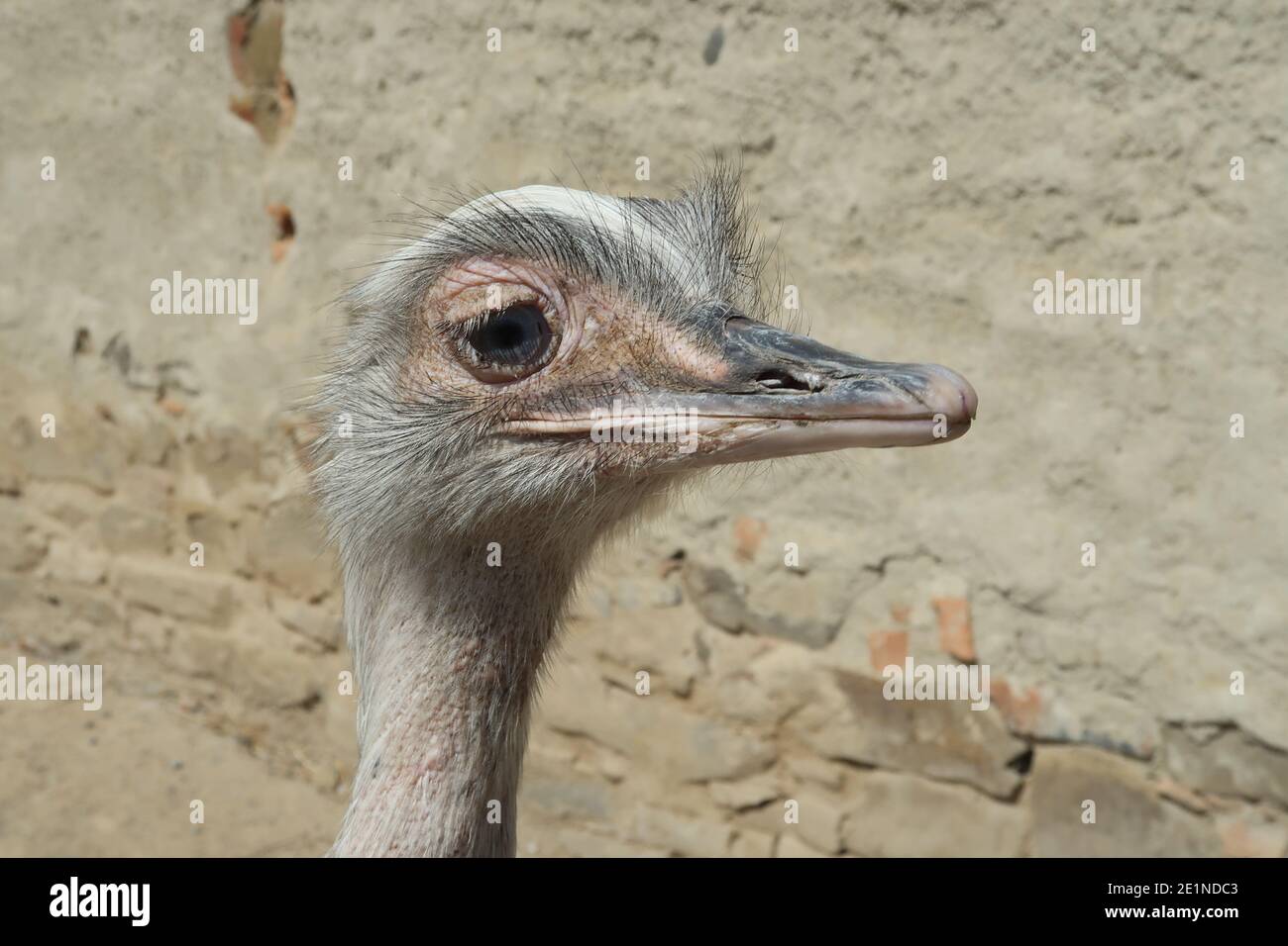 Close up Portrait of Nandu. Greater rhea.. Stock Photo