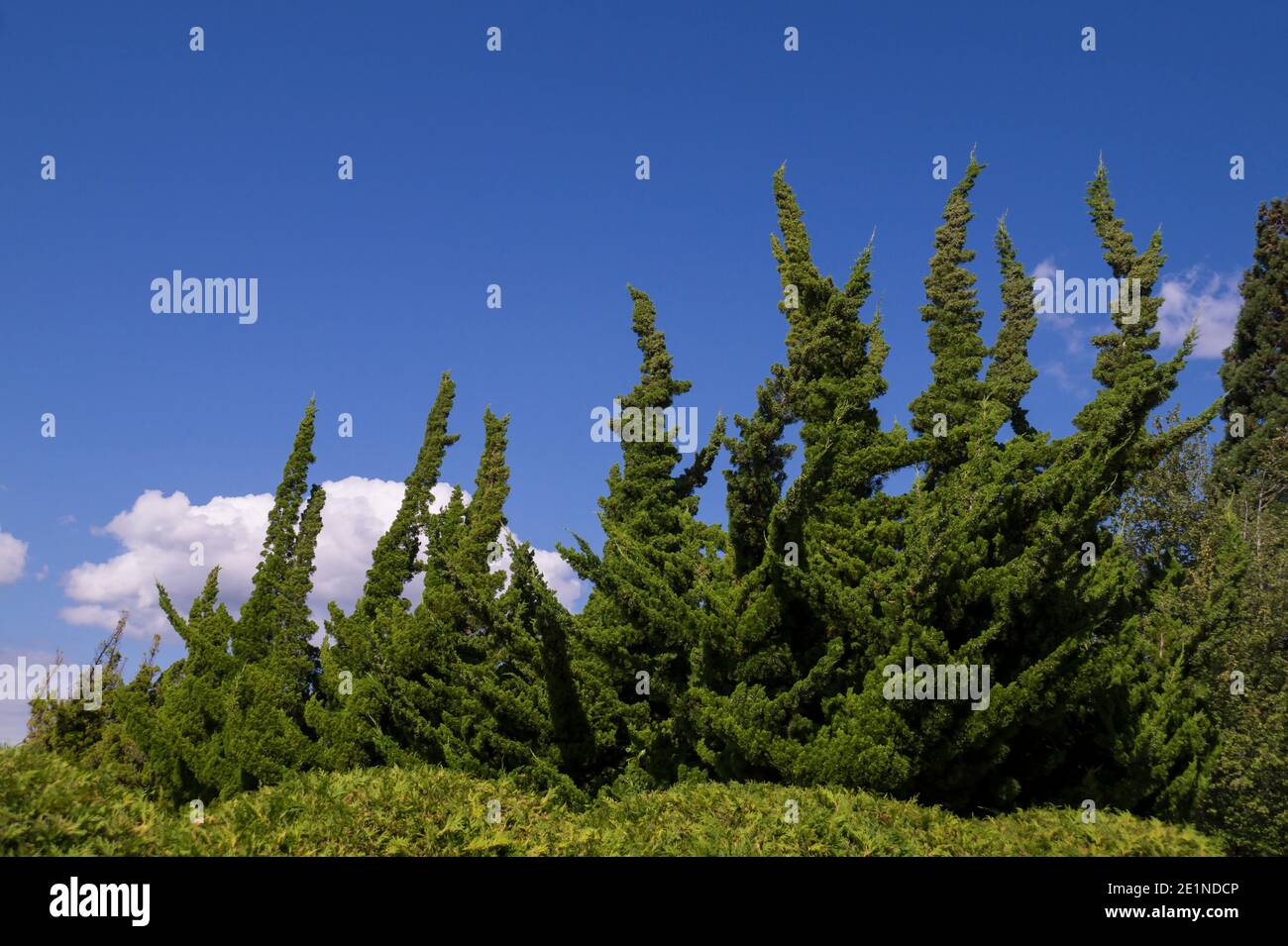 Washington State. US. Extremely decorative and attractive garden plantings with plants from the cypress family. Stock Photo