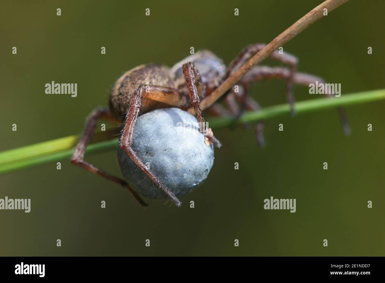 Female spider hi-res stock photography and images - Alamy