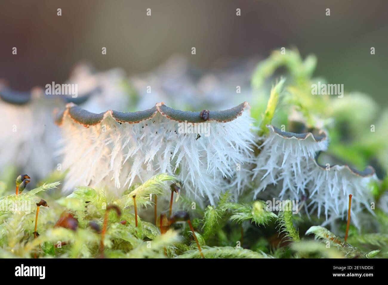 Peltigera canina, commonly known as dog lichen Stock Photo