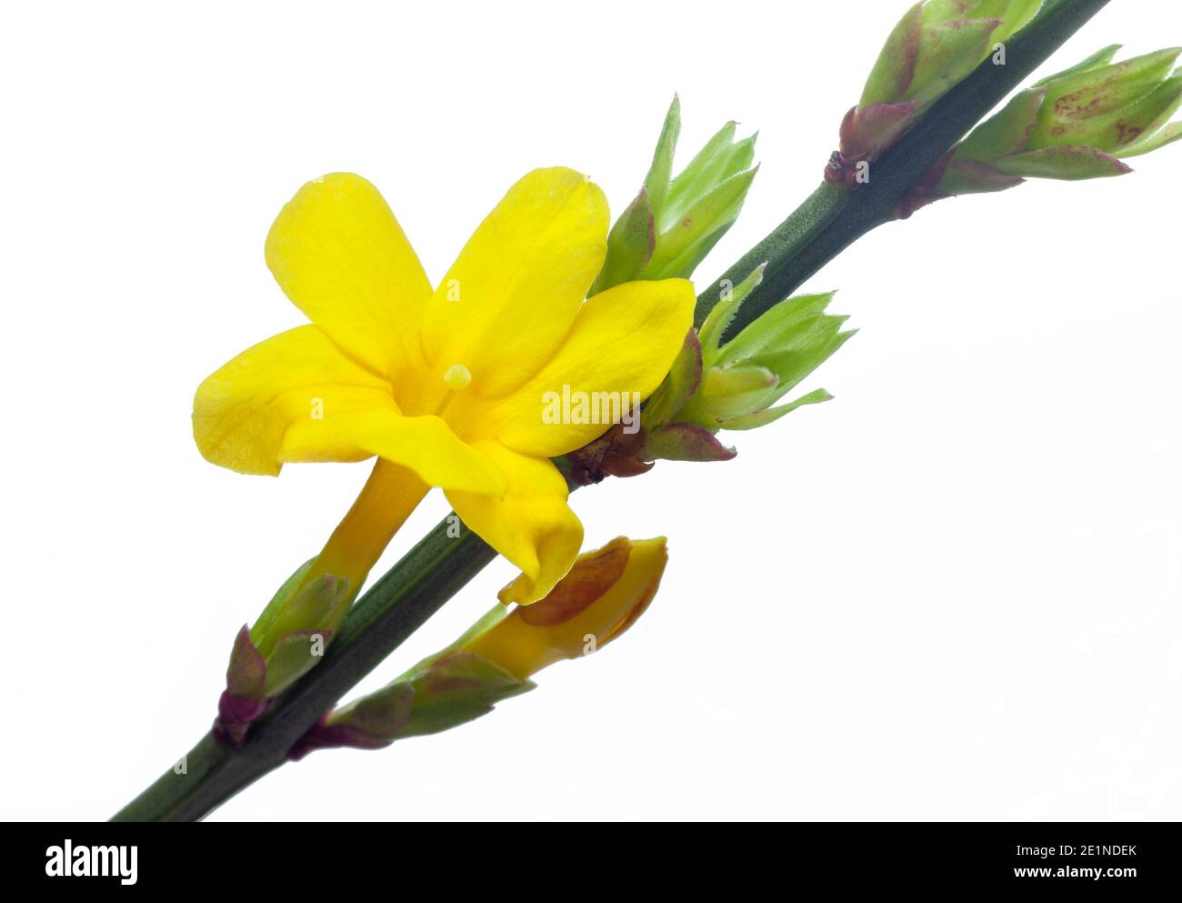 Yellow flowers of winter flowering jasmine (Jasminum nudiflorum) set against a white background Stock Photo