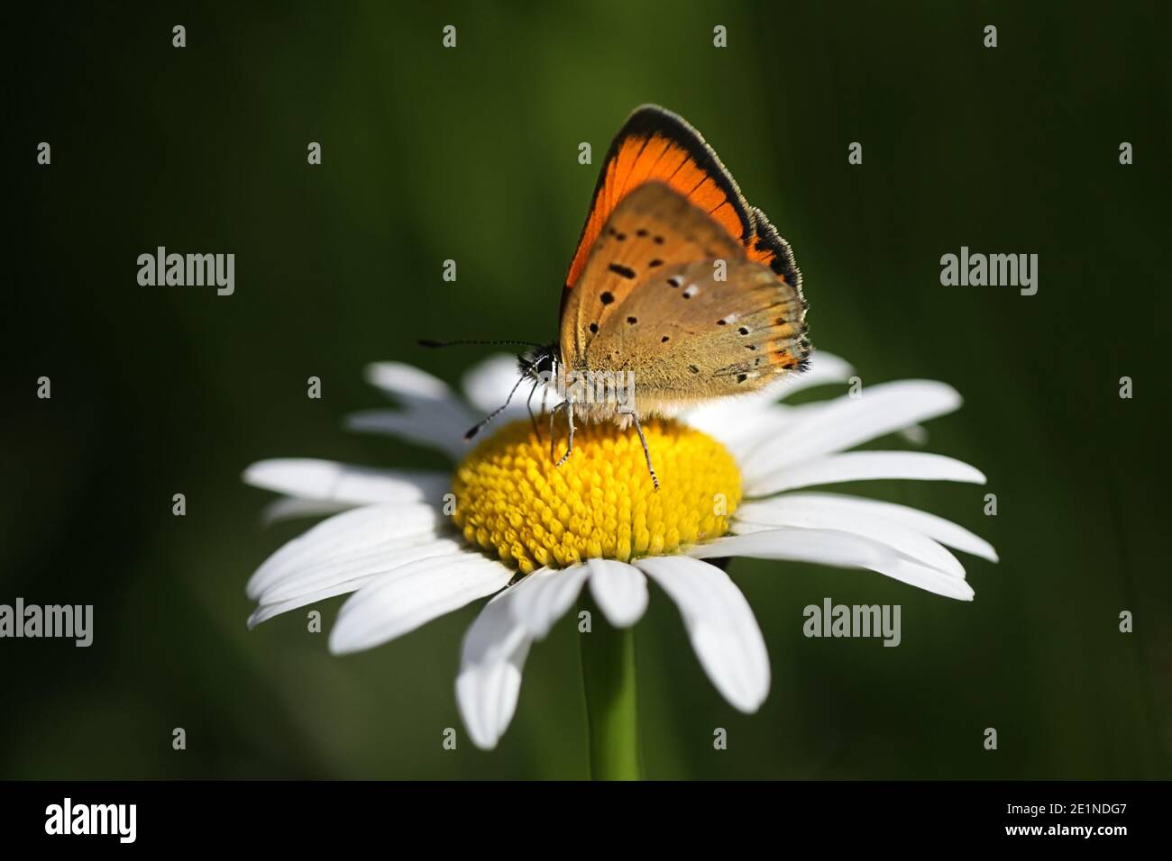 Lycaena virgaureae, known as scarce copper, a butterfly from Finland Stock Photo