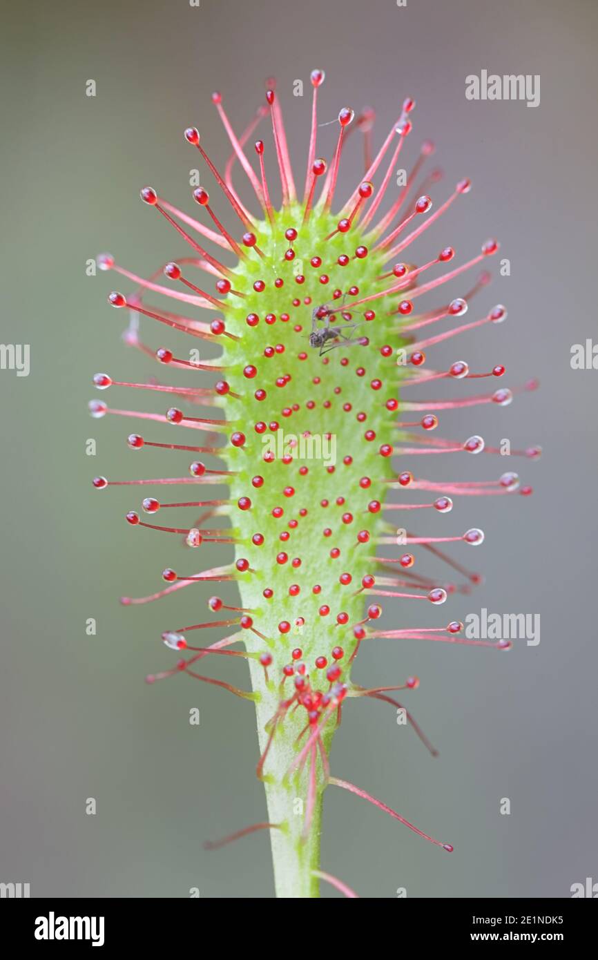 Drosera longifolia, known as English Sundew, carnivorous plant from Finland Stock Photo