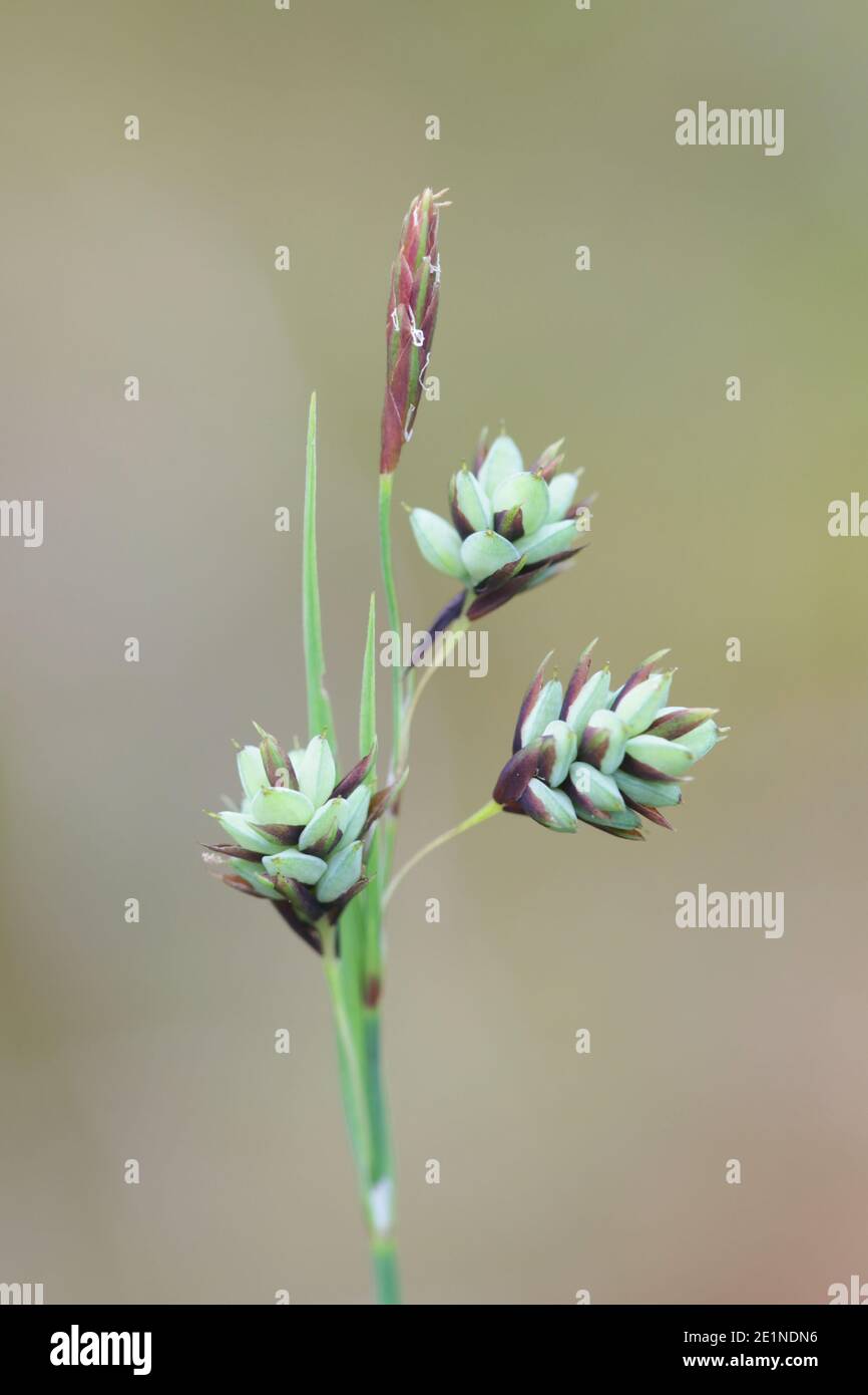 Carex paupercula, commonly known as bog sedge, wild plant from Finland Stock Photo