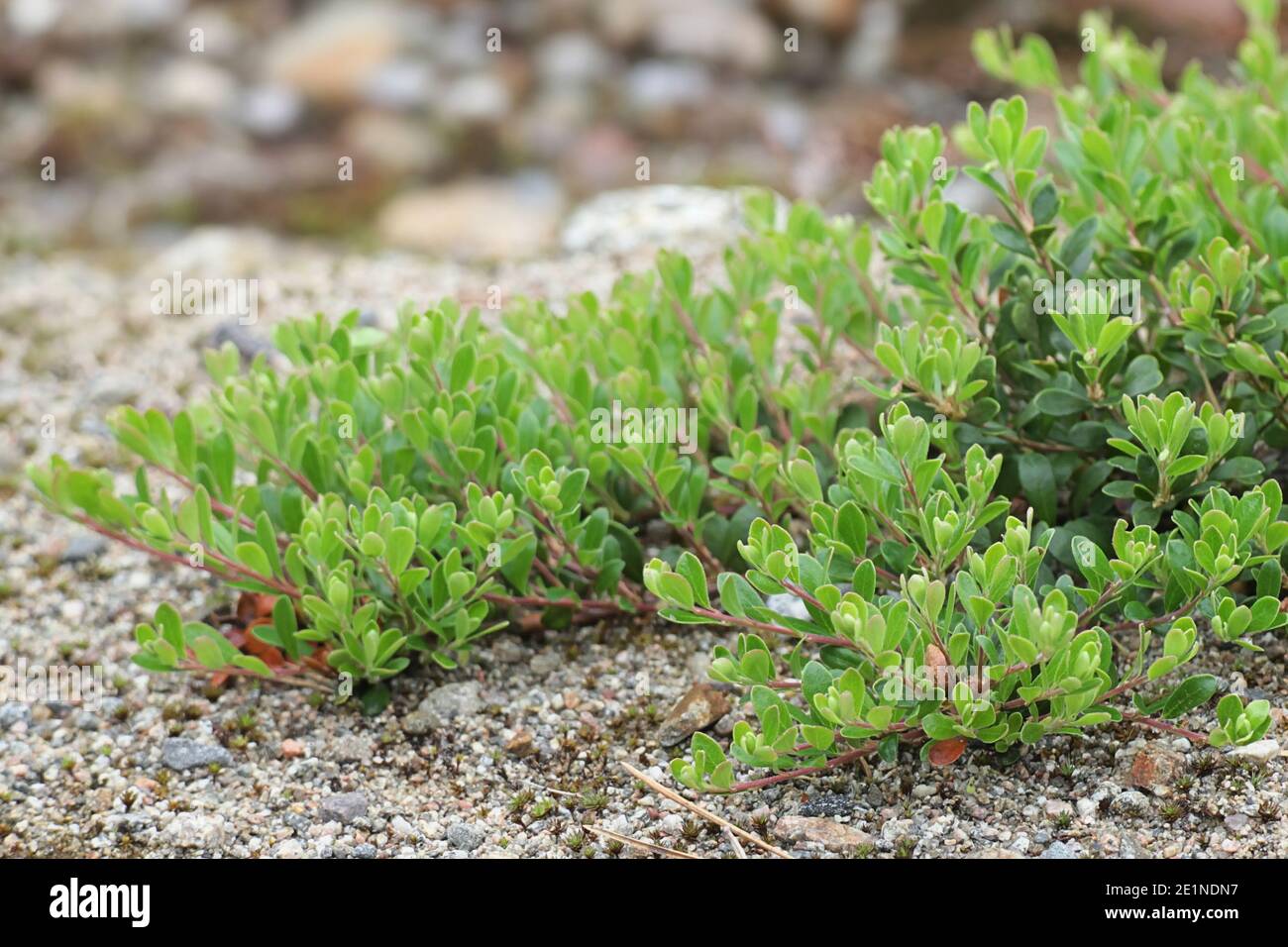 Arctostaphylos uva-ursi, known as Bearberry or Kinnikinnik, wild plant from Finland Stock Photo