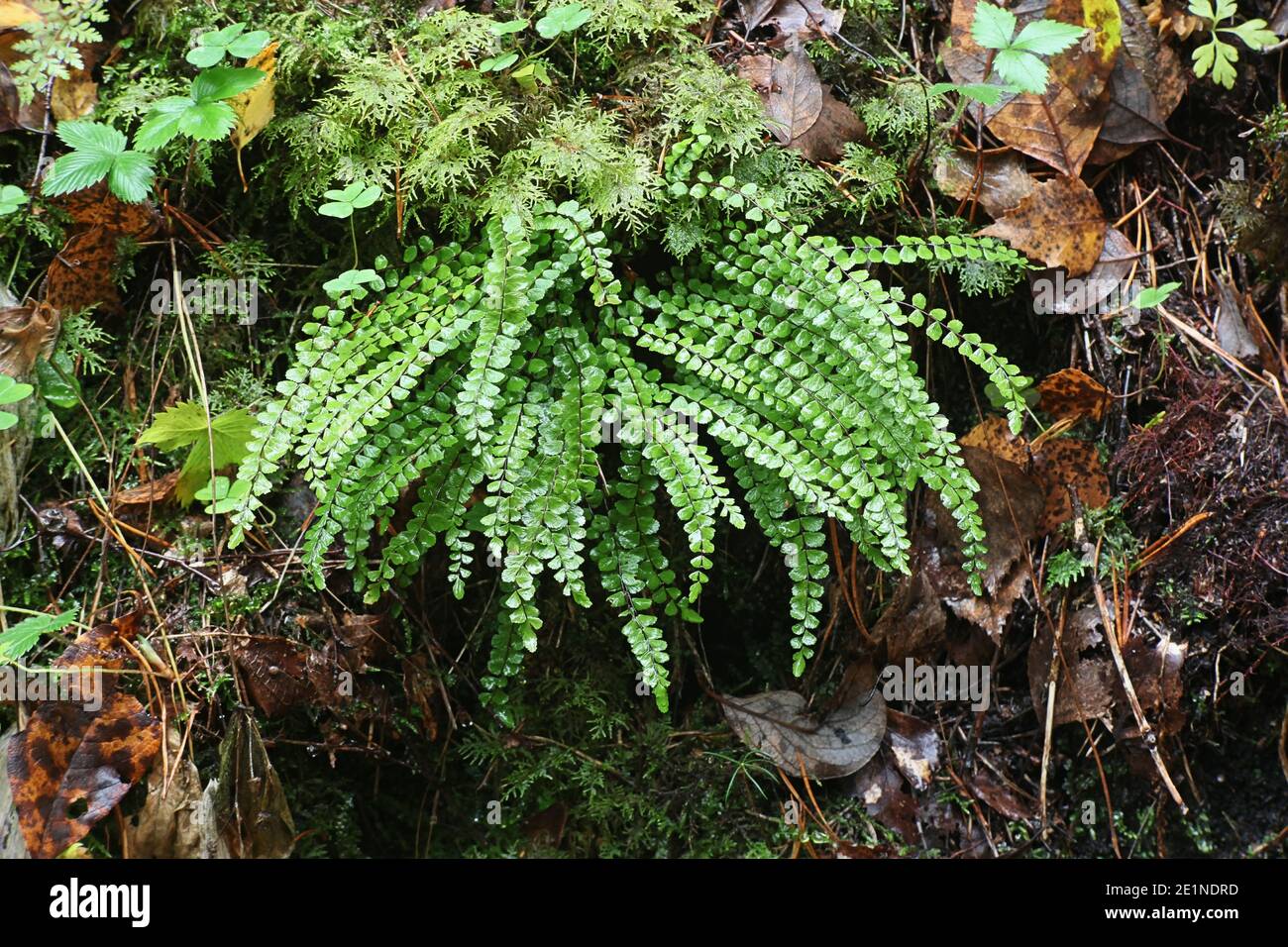 Asplenium trichomanes, known as maidenhair spleenwort, wild plant from Finland Stock Photo