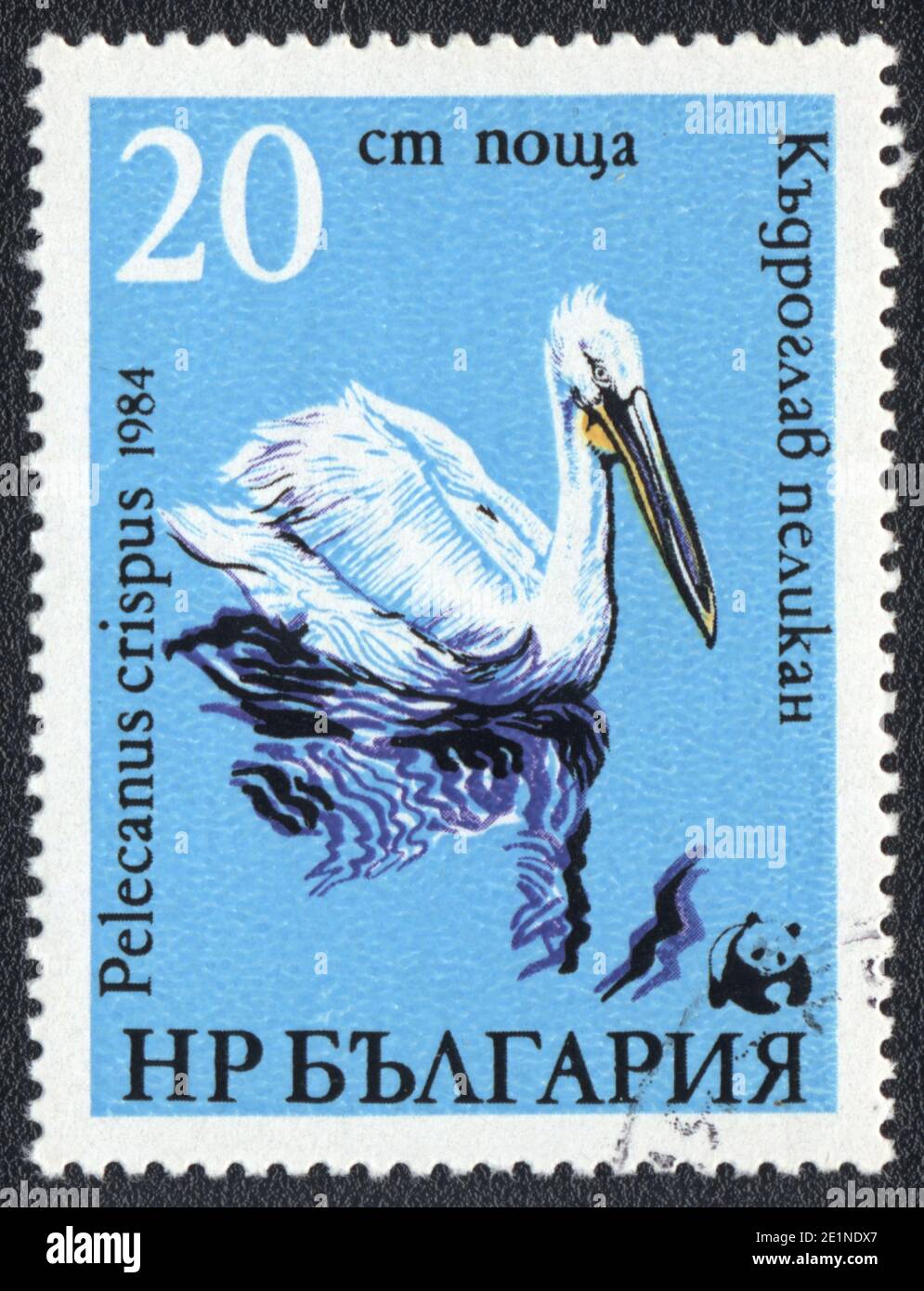 A stamp printed in Bulgaria  shows Pelican (Pelecanus crispus), from series, circa 1984 Stock Photo