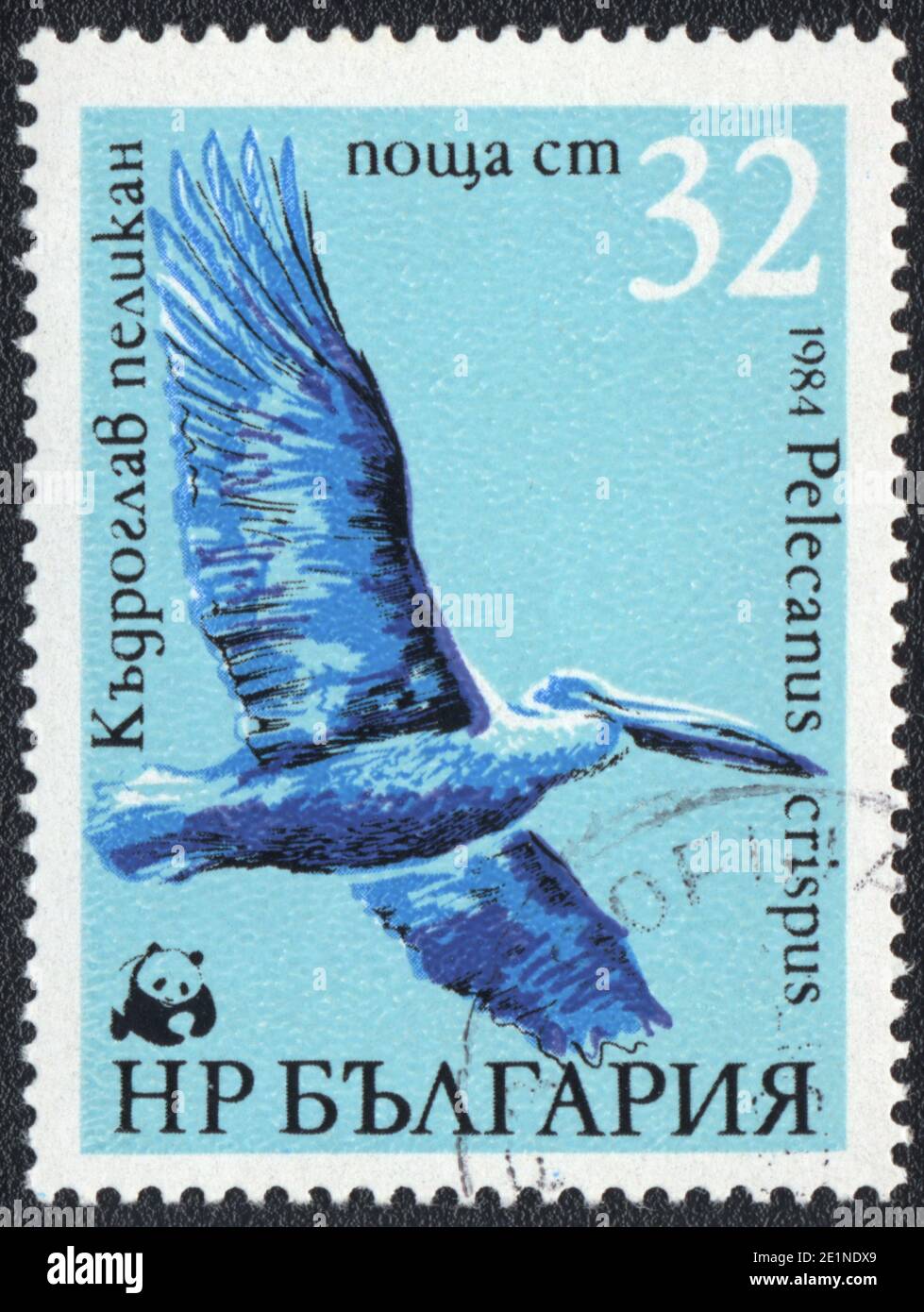 A stamp printed in Bulgaria  shows Flying pelican (Pelecanus crispus), from series, circa 1984 Stock Photo