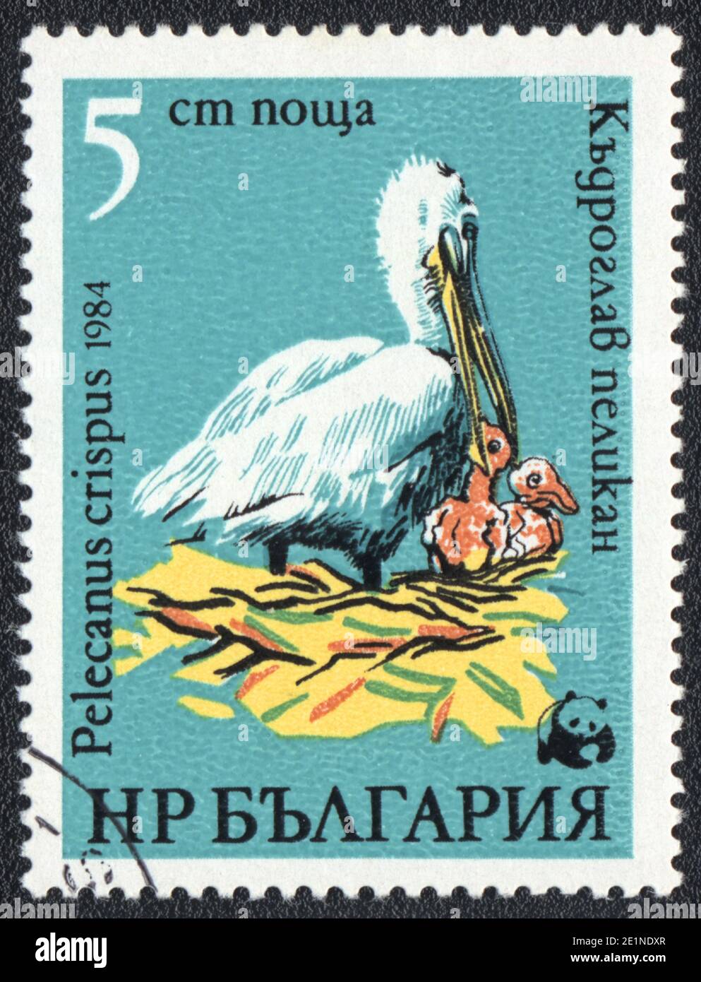 A stamp printed in  Bulgaria shows  Pelican in the nest  (Pelecanus crispus), from series, circa 1984 Stock Photo