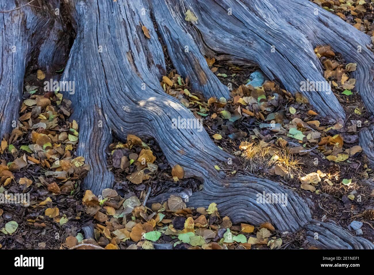 Conifer tree roots in forest along beginning of Wheeler Peak Summit ...