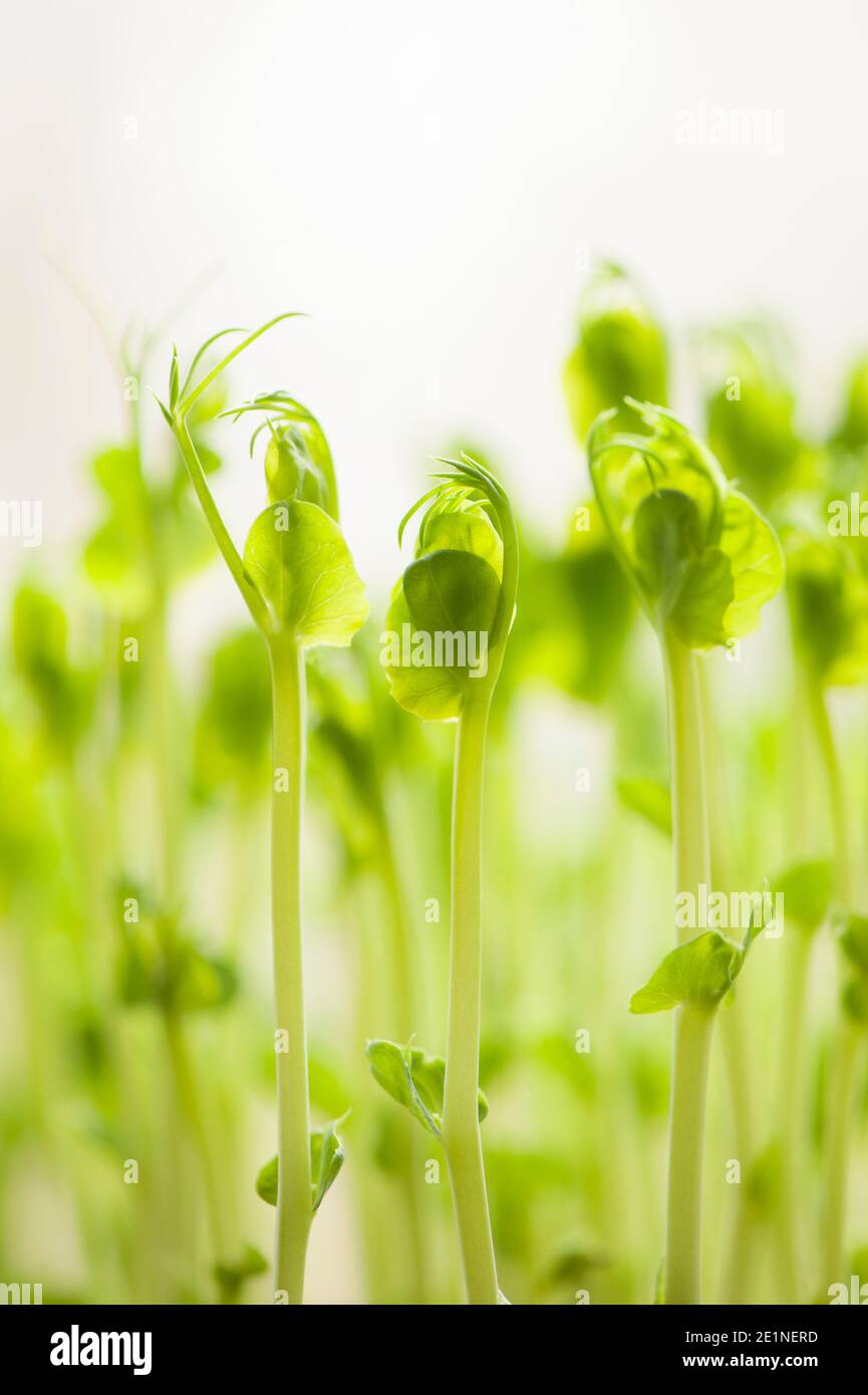 Pea shoots grown from dried supermarket marrowfat peas Stock Photo