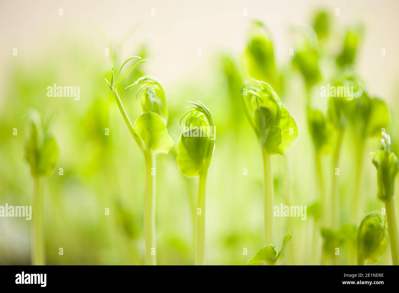 Pea shoots grown from dried supermarket marrowfat peas Stock Photo