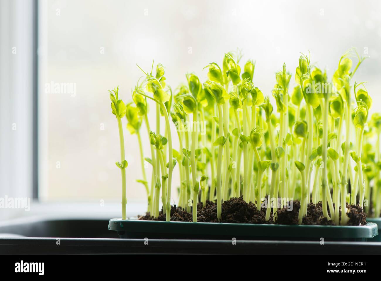 Pea shoots grown from dried supermarket marrowfat peas growing on a windowsill Stock Photo