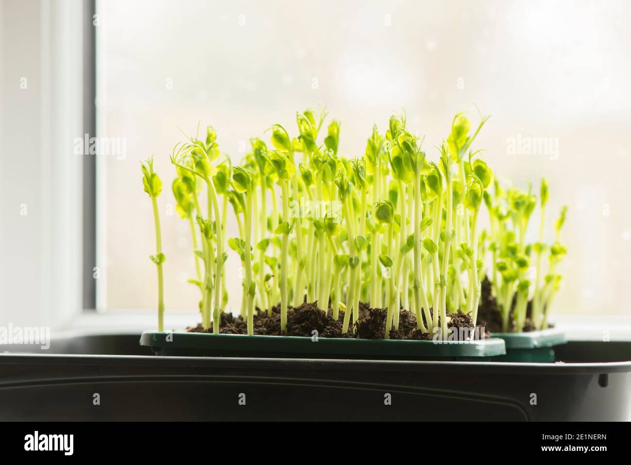 Pea shoots grown from dried supermarket marrowfat peas growing on a windowsill Stock Photo