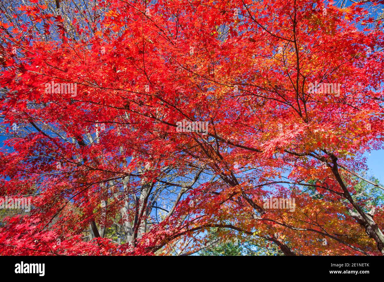 colorful of tree in autumn season Stock Photo - Alamy