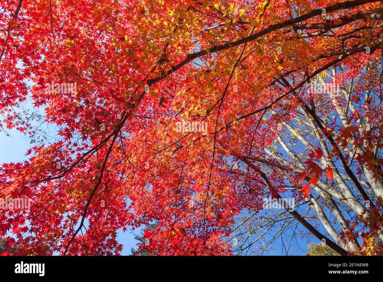 colorful of tree in autumn season Stock Photo - Alamy