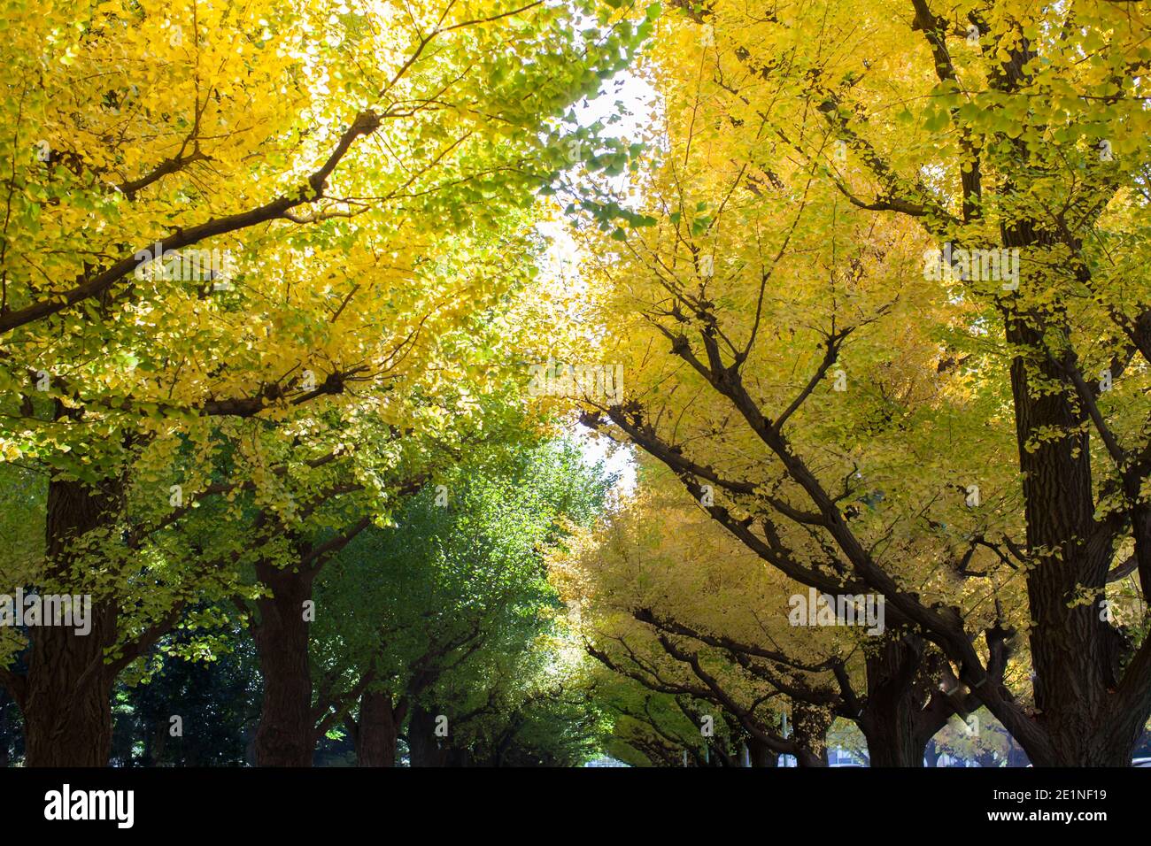 colorful of tree in autumn season Stock Photo - Alamy